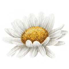 Cute Daisy Watercolor