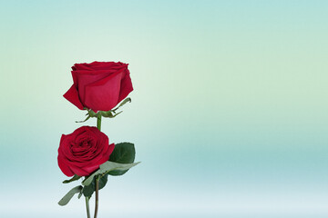 Flowers 2 red roses with green leaves placed on the left. 
The background is pastel colors. (blue,...