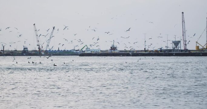 Seabirds swarm over a saltwater channel while boats sit at anchor in the background near Aransas Pass, Texas.