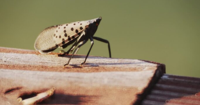 A Spotted Lanternfly insect moves on a wooden surface.