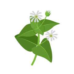 Vector illustration, common chickweed or stellaria media, isolated on white background.