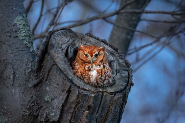 Tiny Eastern screech-owl (red morph) in twilight (coastal Massachusetts)