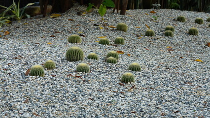 A garden full of the green cactuses