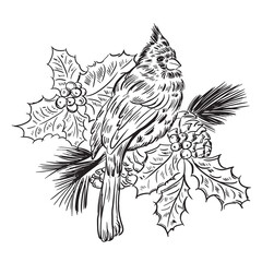 Hand drawn cardinal art