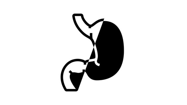 stomach human organ line icon animation