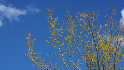 The green and little yellow trees full of the forest in autumn