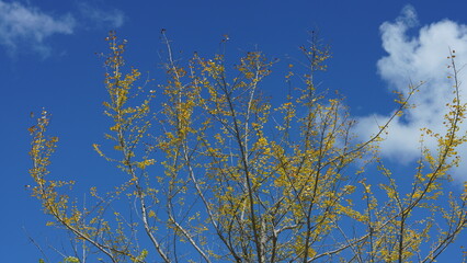 The green and little yellow trees full of the forest in autumn