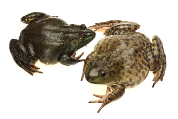 Bullfrog, Rana catesbeiana, against white background, studio shot