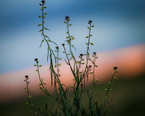 Tiny flowers in a field at sunset