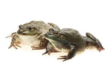 Bullfrog, Rana catesbeiana, against white background, studio shot