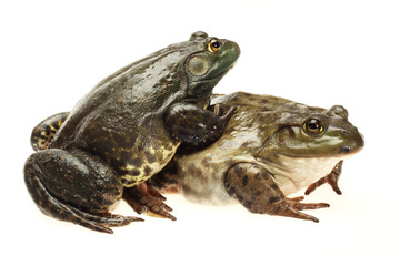 Bullfrog, Rana catesbeiana, against white background, studio shot