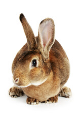 Brown rabbit isolated on white background