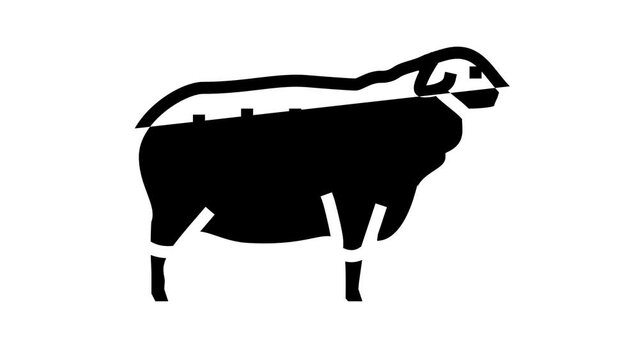 suffolk sheep line icon animation