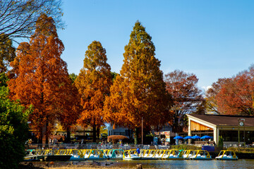 Obraz premium Autumn colors bring the forest to life. Autumn landscape in Showa Memorial Park.