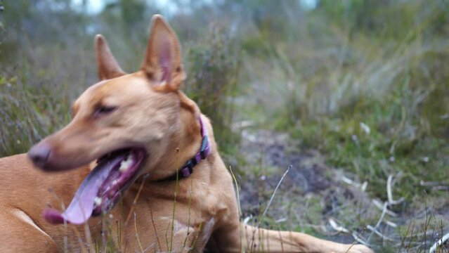 kelpie panting after a run in the bush in australia