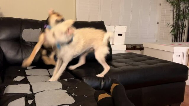 4K HD video of a small german shepherd pit bull mix puppy standing on well worn sofa paying with terrier mix older dog. Sofa damaged from animals playing repeatedly.
