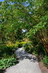 Fototapeta na wymiar Gravel path through a secret garden on a sunny summer day, exploring nature 