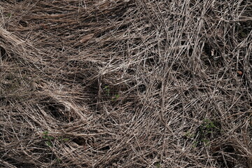 生い茂る枯れた雑草