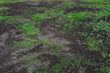 Major lawn repair and reseeding project, fresh seeds and rich topsoil in a green lawn
