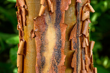 Closeup of the color and texture of the trunk of a Paperbark Maple tree, as a nature background
