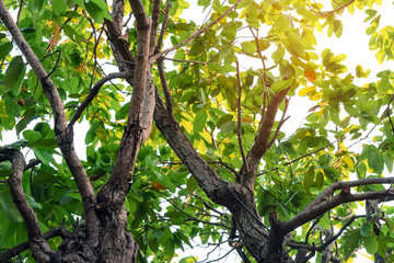 Brass mist nozzles or sprinklers for spraying water spray on trees. Mist nozzle water spraying system for tree on a hot summer day.  Watering plants system in gardens with green plants as background.