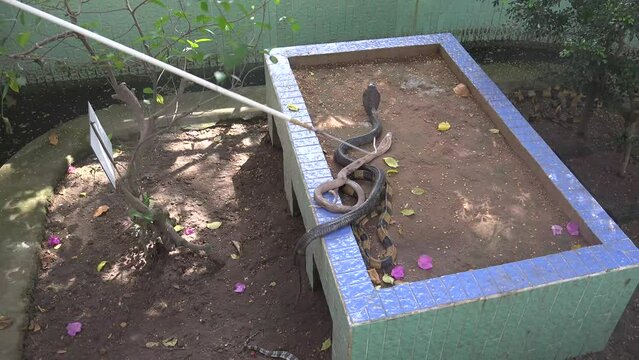 A snake farm is a facility that houses and breeds a wide variety of snakes, often for the purpose of research and the collection of venom for the creation of antivenom.