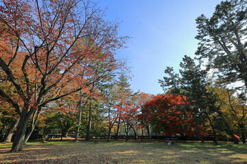 錦秋の京都御苑