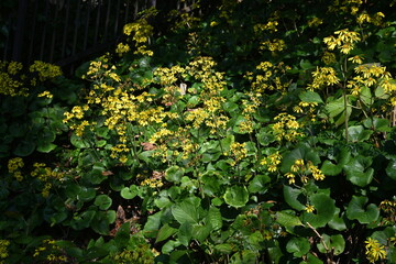 Green leopard plant ( Farfugium japonicum ) flowers.
Asteraceae evergreen perennial plants. Grows in rocky areas near the coast and blooms yellow flowers in early winter. Young leaves are edible.