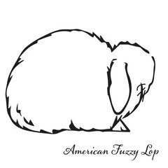 American Fuzzy Lop