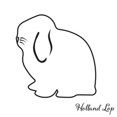 Holland Lop