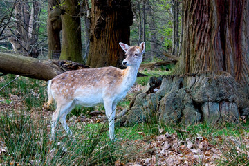 Fallow deer in the scenic woodland landscape
