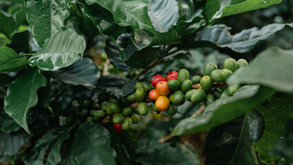 Arabicas Coffee Bean on Coffee tree at Doi Chaang in Thailand, Coffee bean Single origin words...