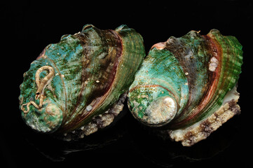 Raw abalones on the black background 
