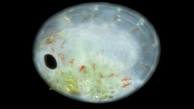 Shrimp egg Neocaridina heterpoda with embryos inside under microscope, Atyidae family. This is a freshwater species that is often kept in an aquarium.