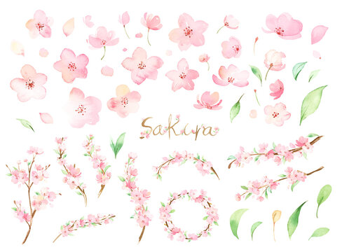 手描き水彩 | 桜 花や枝、花弁のイラストセット