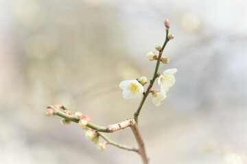 white apricot blossom in blooming