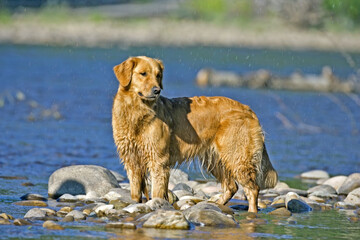 golden retriever dog in river during rain shower on hot sunny summer day