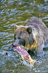 Grizzly Bear  in river holding big Salmon in Mouth.
