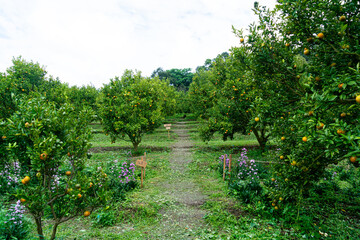 tangerine orange garden or orange farm
