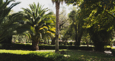 palm tree in the park