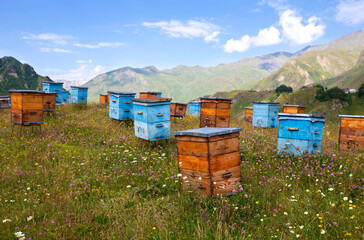 Wooden beehives against the backdrop of mountains. Beehives in a colorful flower meadow in the mountains of Georgia.Beekeeping in mountainous areas. - obrazy, fototapety, plakaty