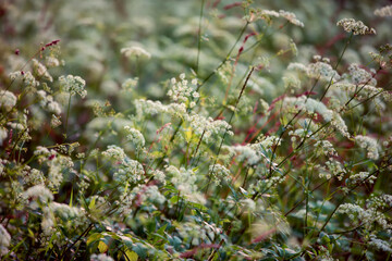 Green background from dark green field grass and plants.