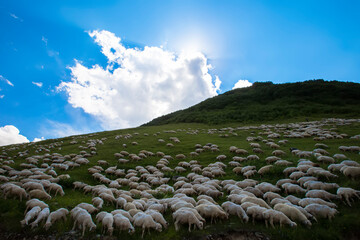 Herds of sheep graze on the slopes of the mountains against the background of the blue sky and the...