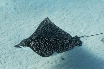 close up underwater shot of eagle ray gliding past with pattern detail and side view of head. Sandy...