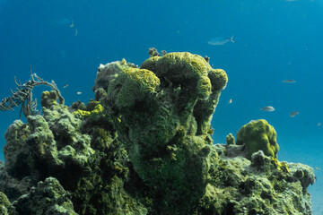 Fototapeta na wymiar coral reef and coral with fish 