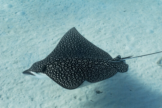 close up underwater shot of eagle ray gliding past with pattern detail and side view of head. Sandy bottom and light blue background on sunny day with great visibility in Nassau Bahamas 