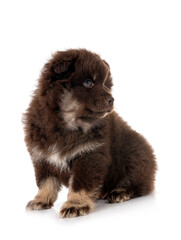 puppy Finnish Lapphund in studio
