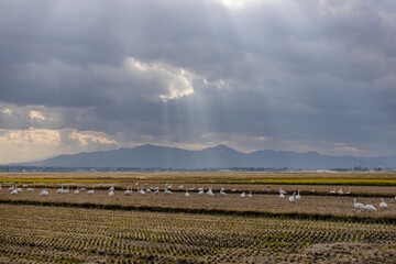 白鳥の群れと庄内平野の風景