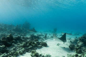 Fototapeta na wymiar Underwater shot of two eagle rays swimming in shallow waters with sandy coral reef bottom. Sun rays are shining through surface of blue water with great visibility Nassau Bahamas