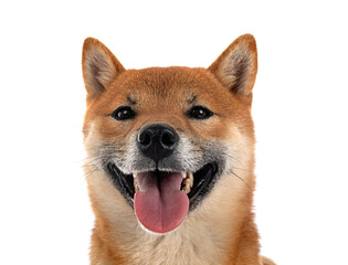 shiba inu in studio